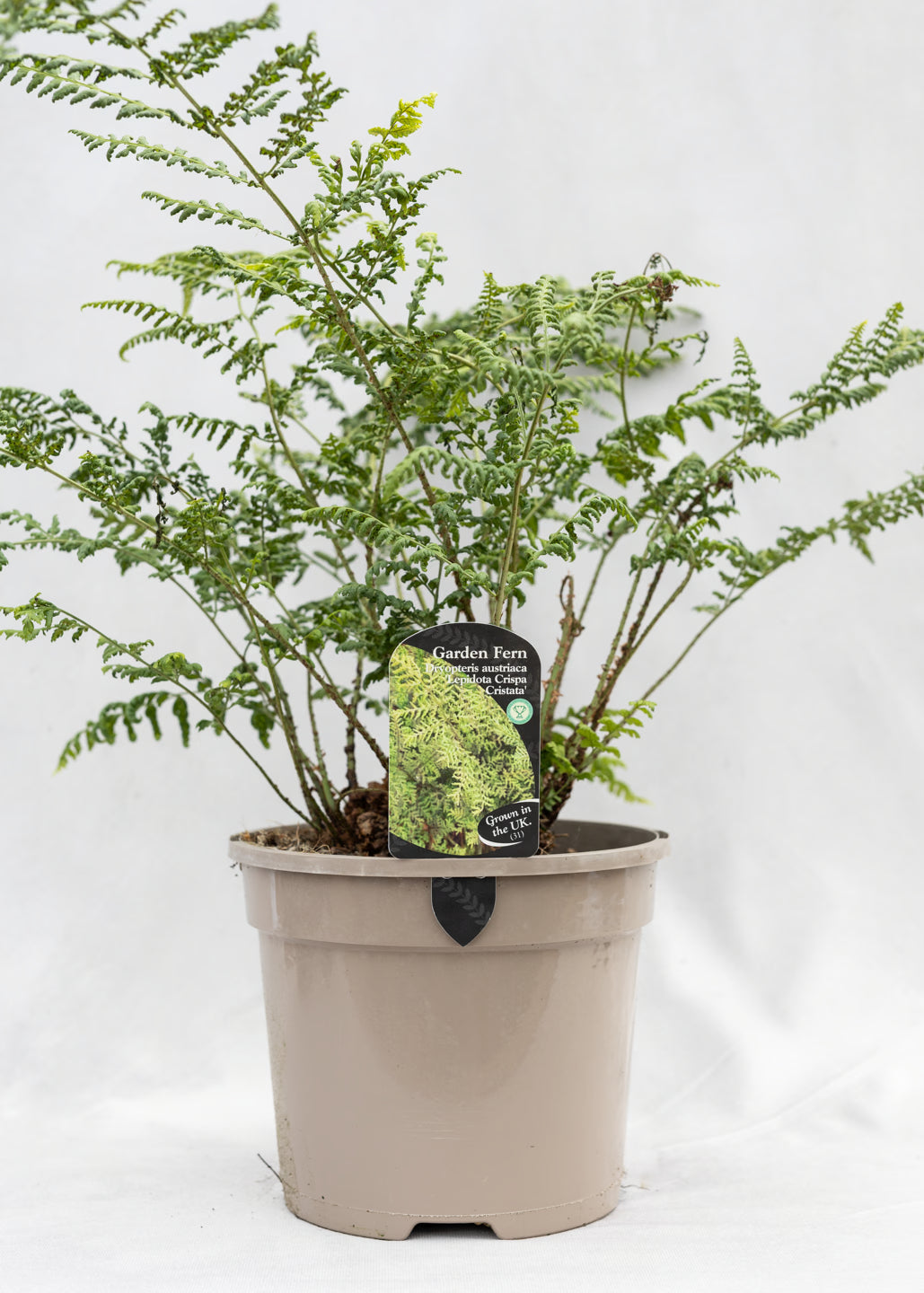 Dryopteris austrica 'Lepidota Crispa Cristata'