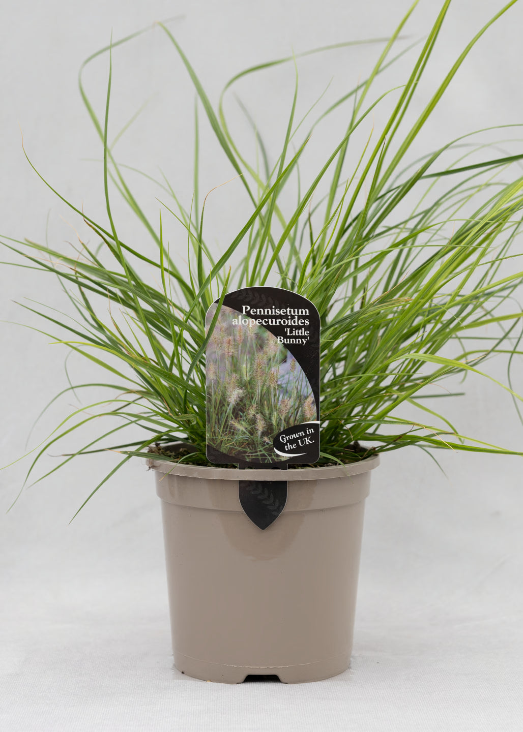Pennisetum 'Little Bunny'