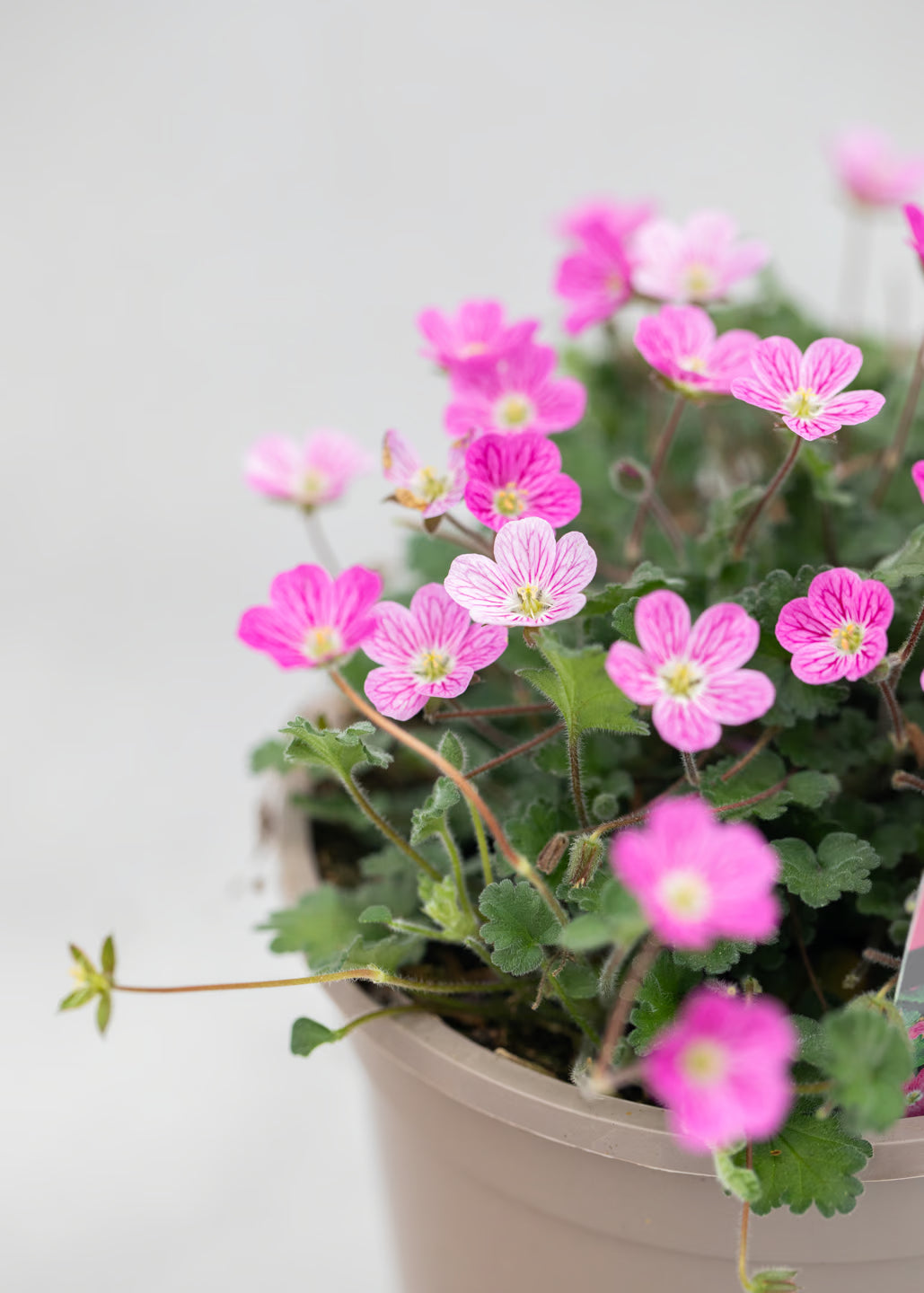 Erodium 'Bishop Form'