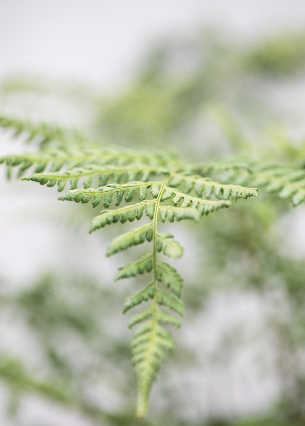 Dryopteris austrica 'Lepidota Crispa Cristata'