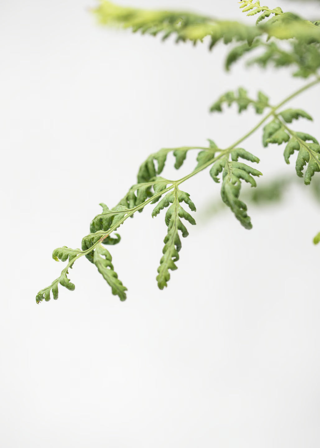 Dryopteris austrica 'Lepidota Crispa Cristata'