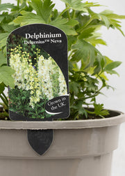 Delphinium 'Delgenius Neva'