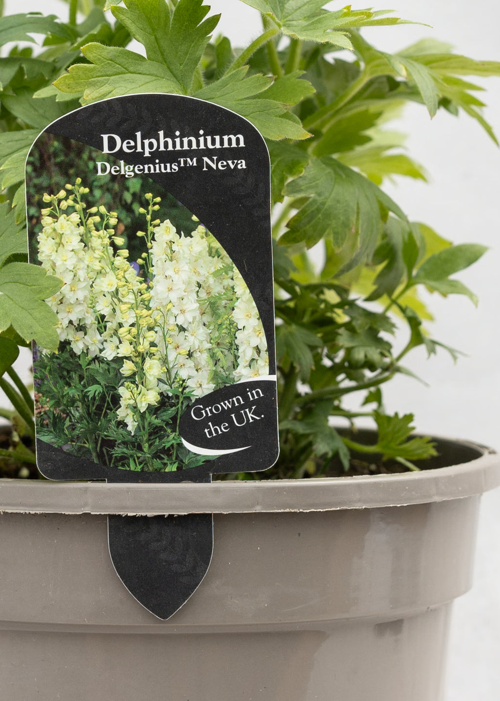 Delphinium 'Delgenius Neva'
