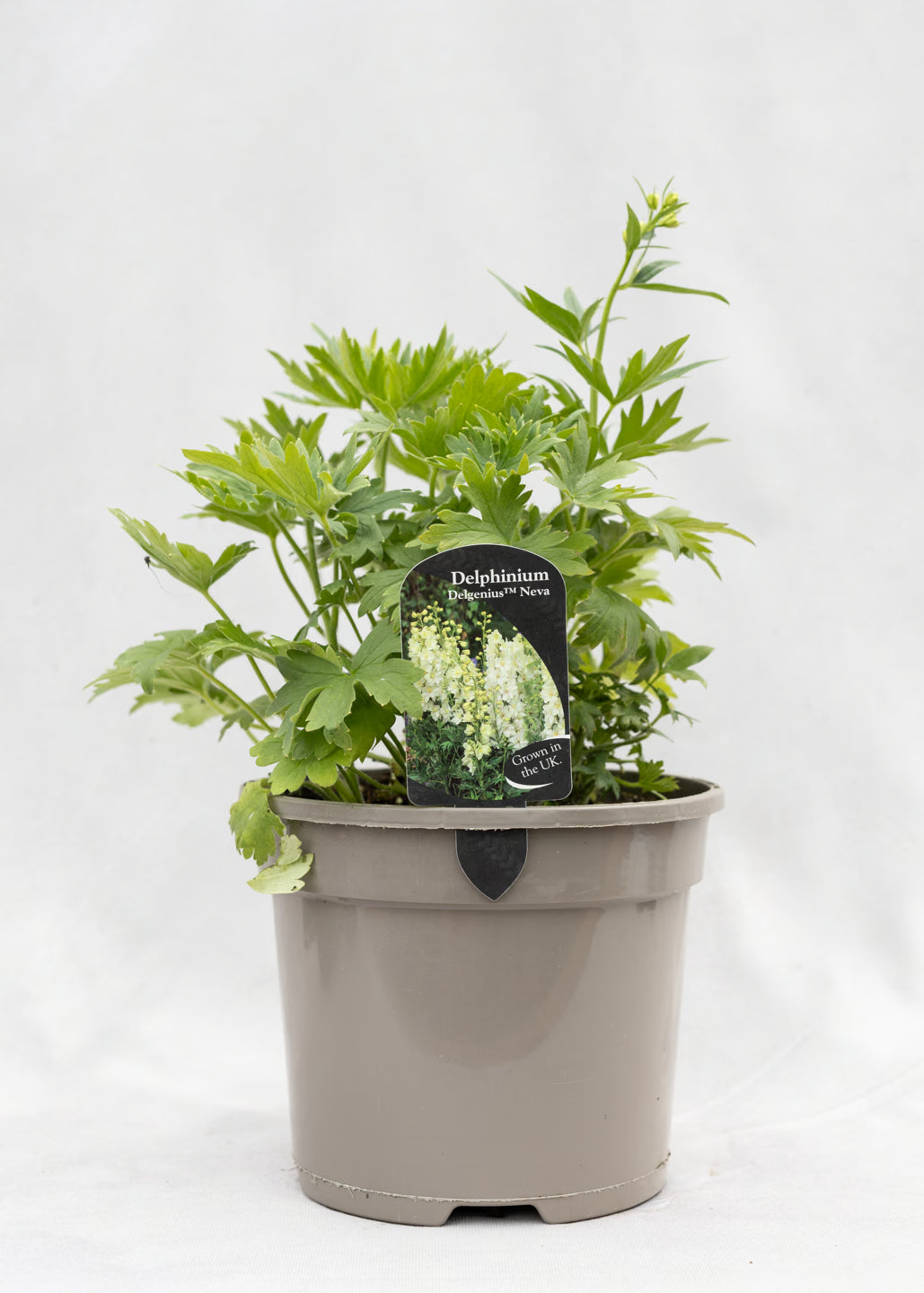 Delphinium 'Delgenius Neva'