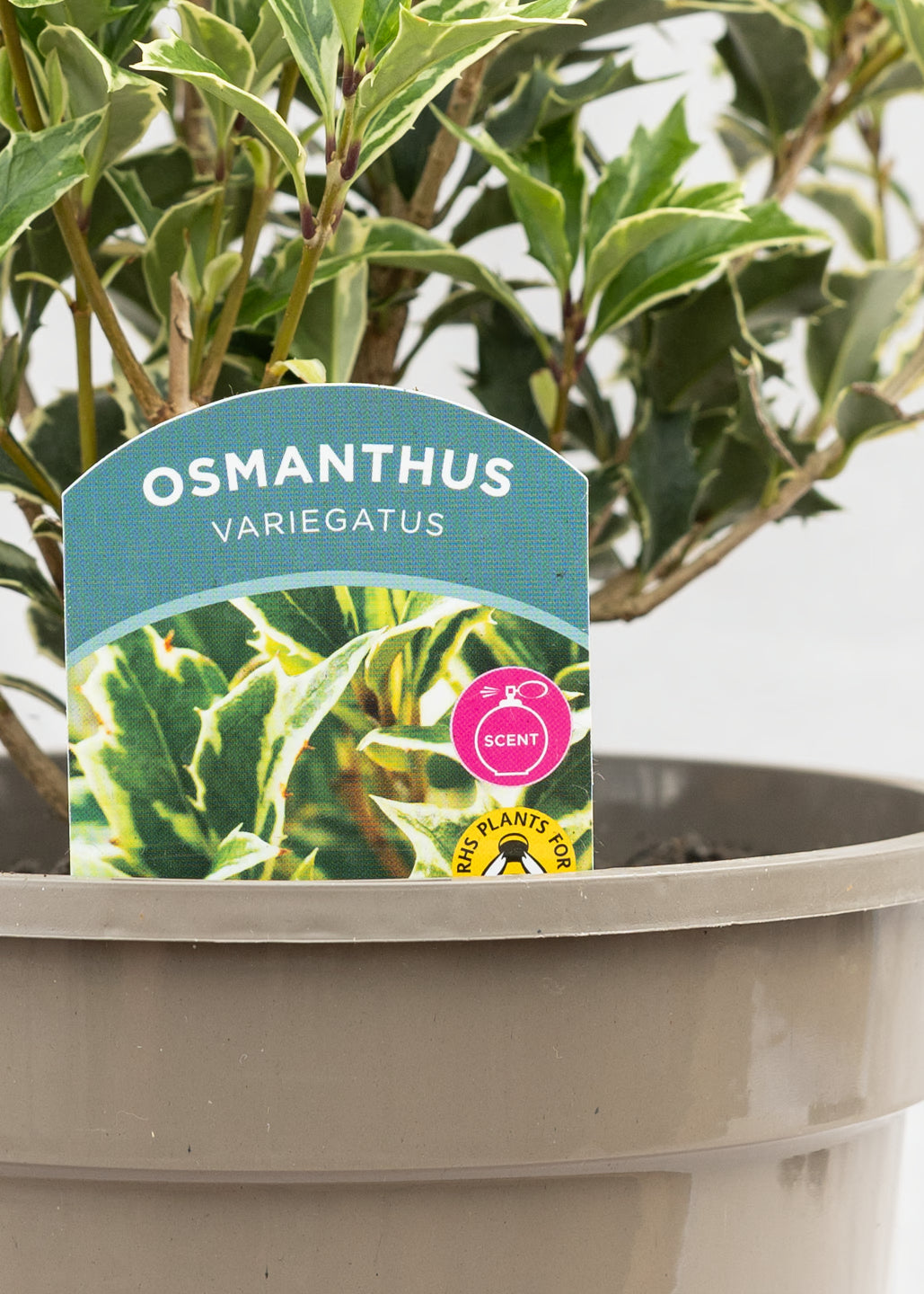 Osmanthus heterophyllus 'variegatus'
