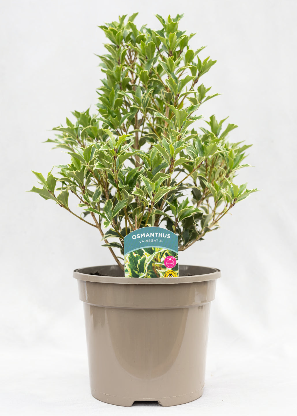 Osmanthus heterophyllus 'variegatus'
