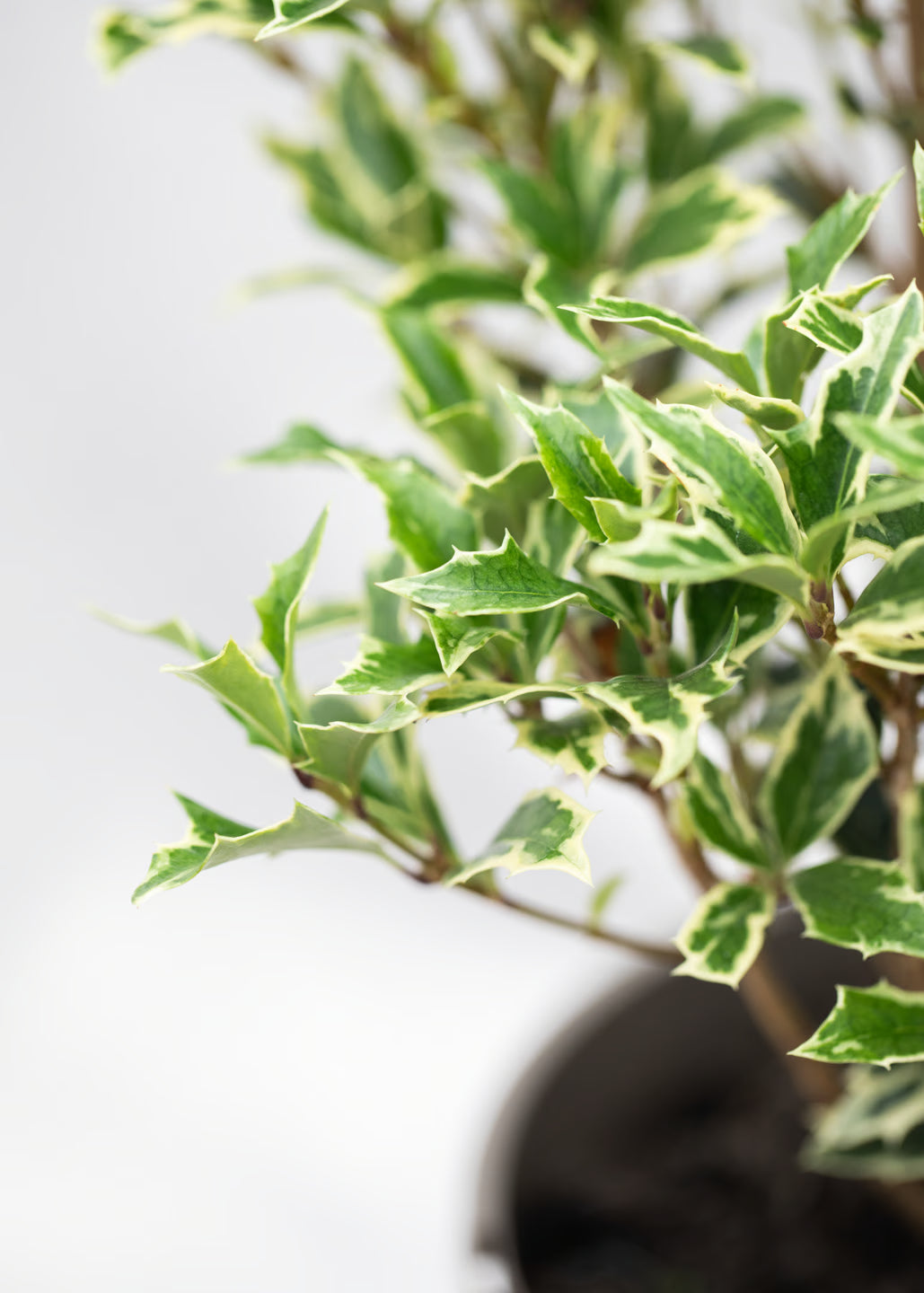 Osmanthus heterophyllus 'variegatus'