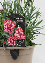 Dianthus hybrida 'Diantica Strawberry Cream'