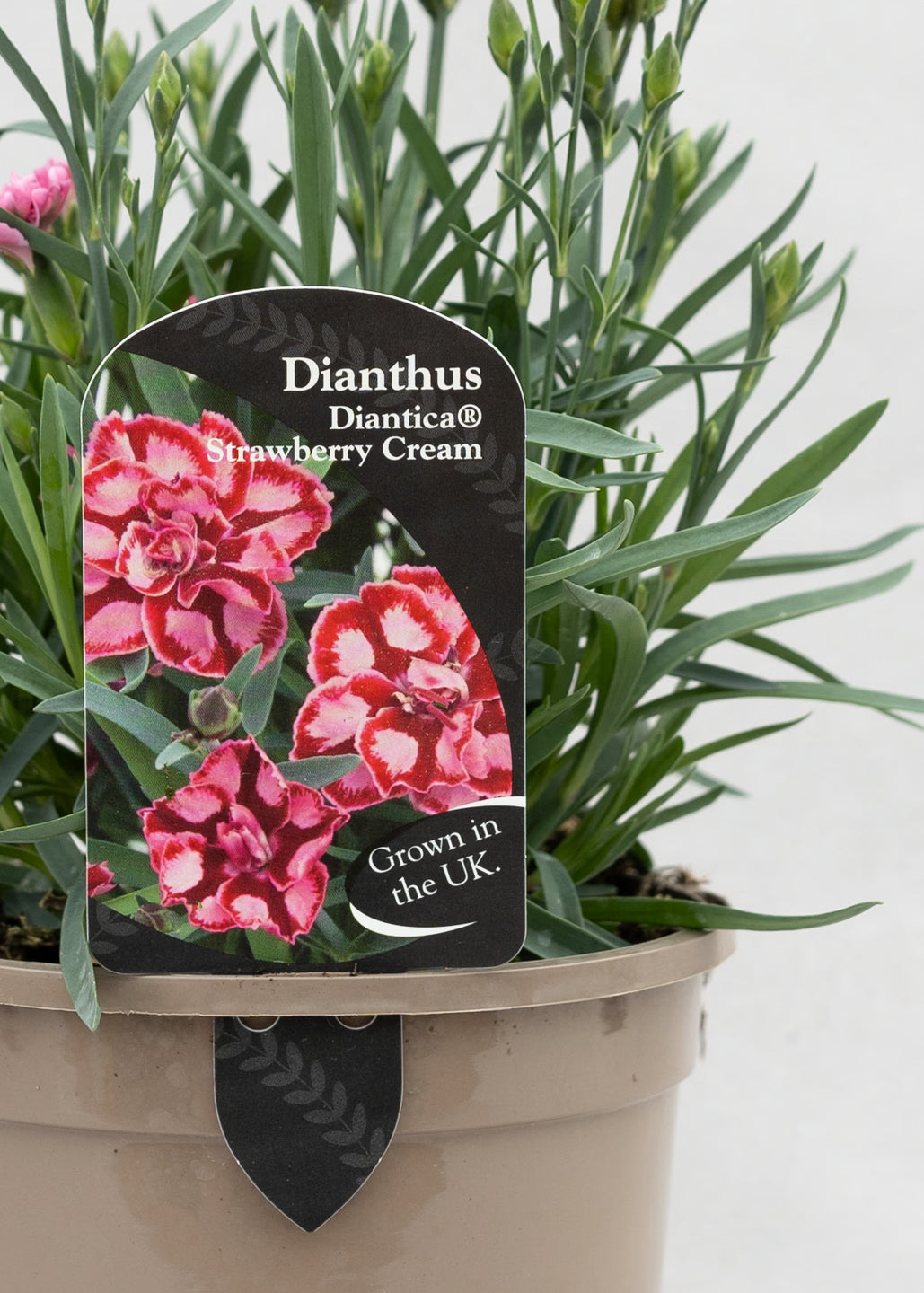 Dianthus hybrida 'Diantica Strawberry Cream'