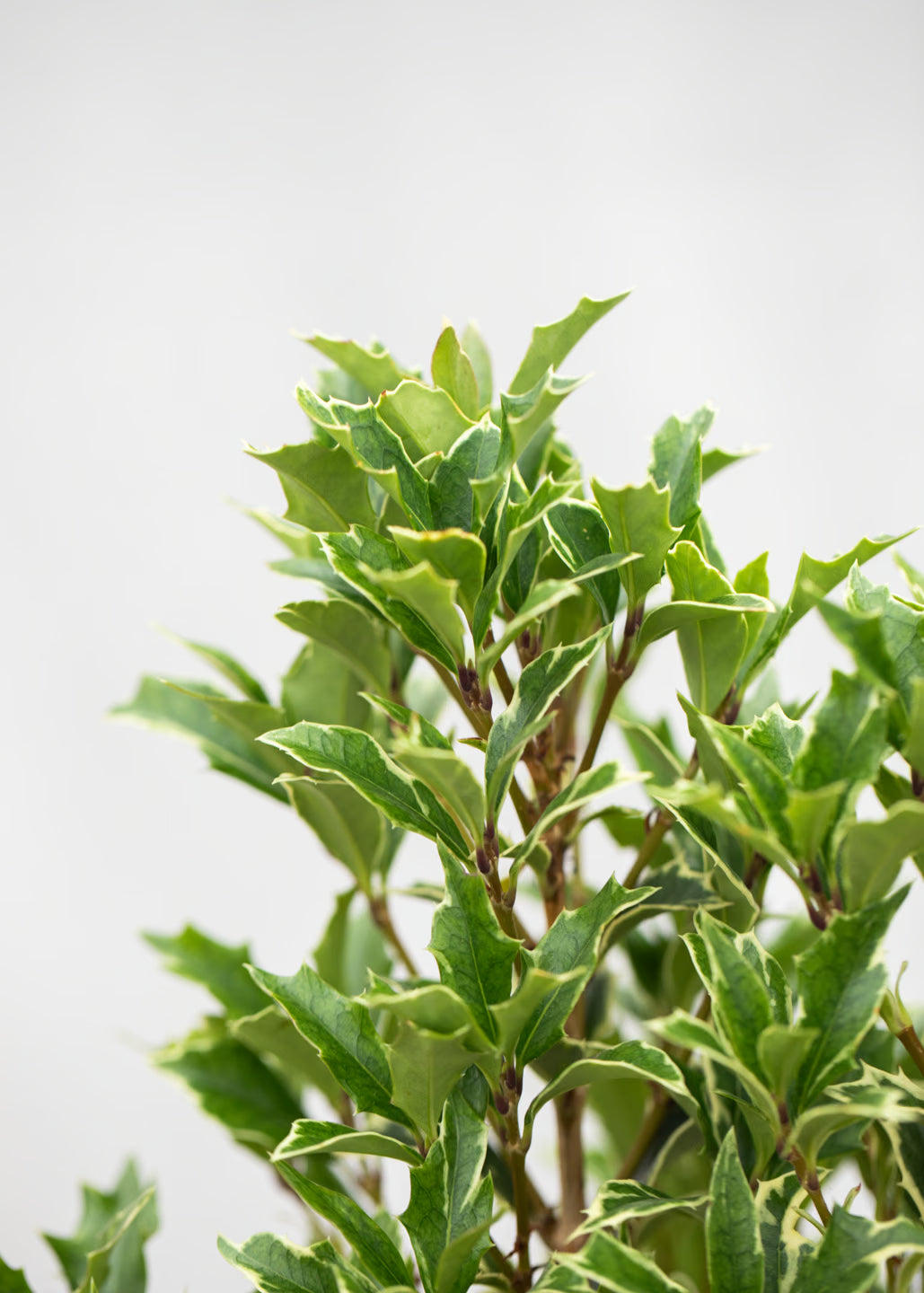 Osmanthus heterophyllus 'variegatus'