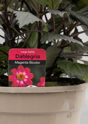 Dahlia hybrida 'Dahlegria Magenta Bicolor'