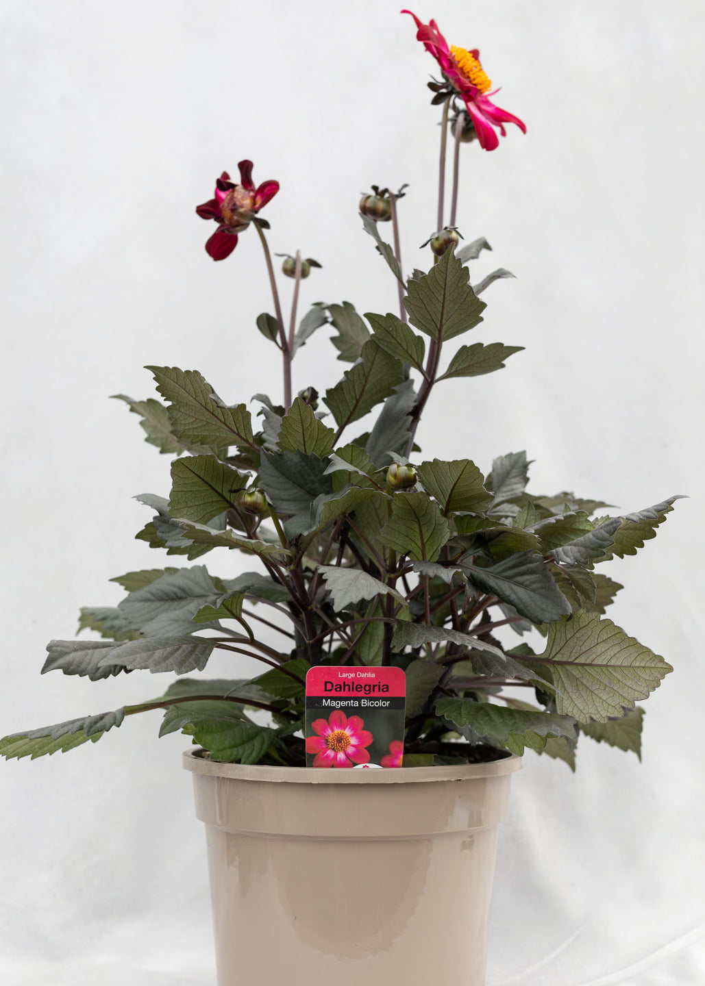 Dahlia hybrida 'Dahlegria Magenta Bicolor'