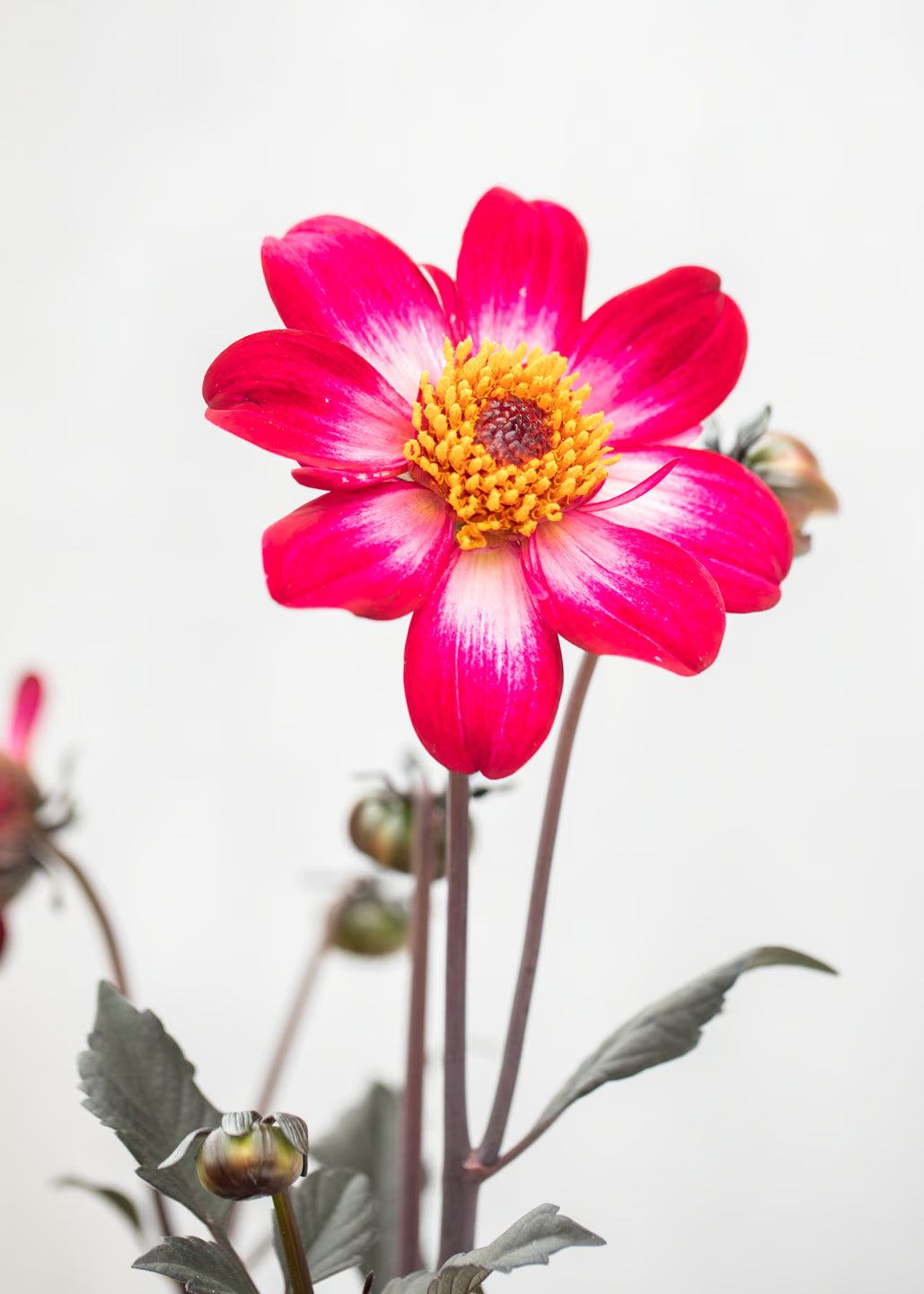 Dahlia hybrida 'Dahlegria Magenta Bicolor'