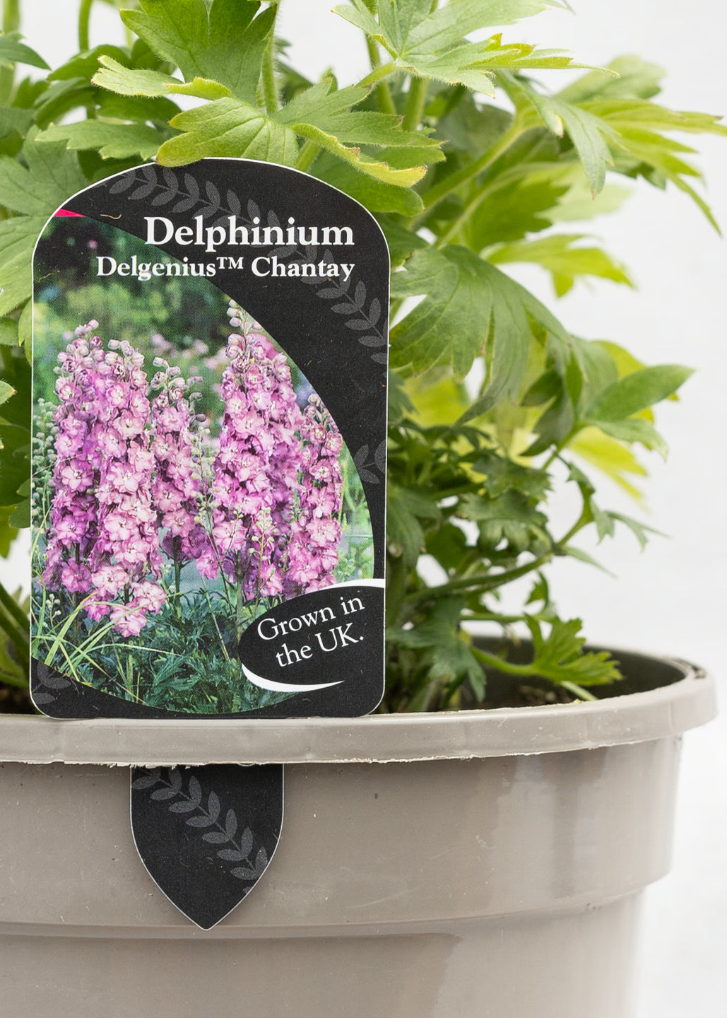 Delphinium 'Delgenius Chantay'