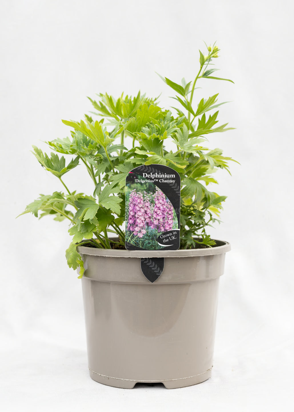 Delphinium 'Delgenius Chantay'