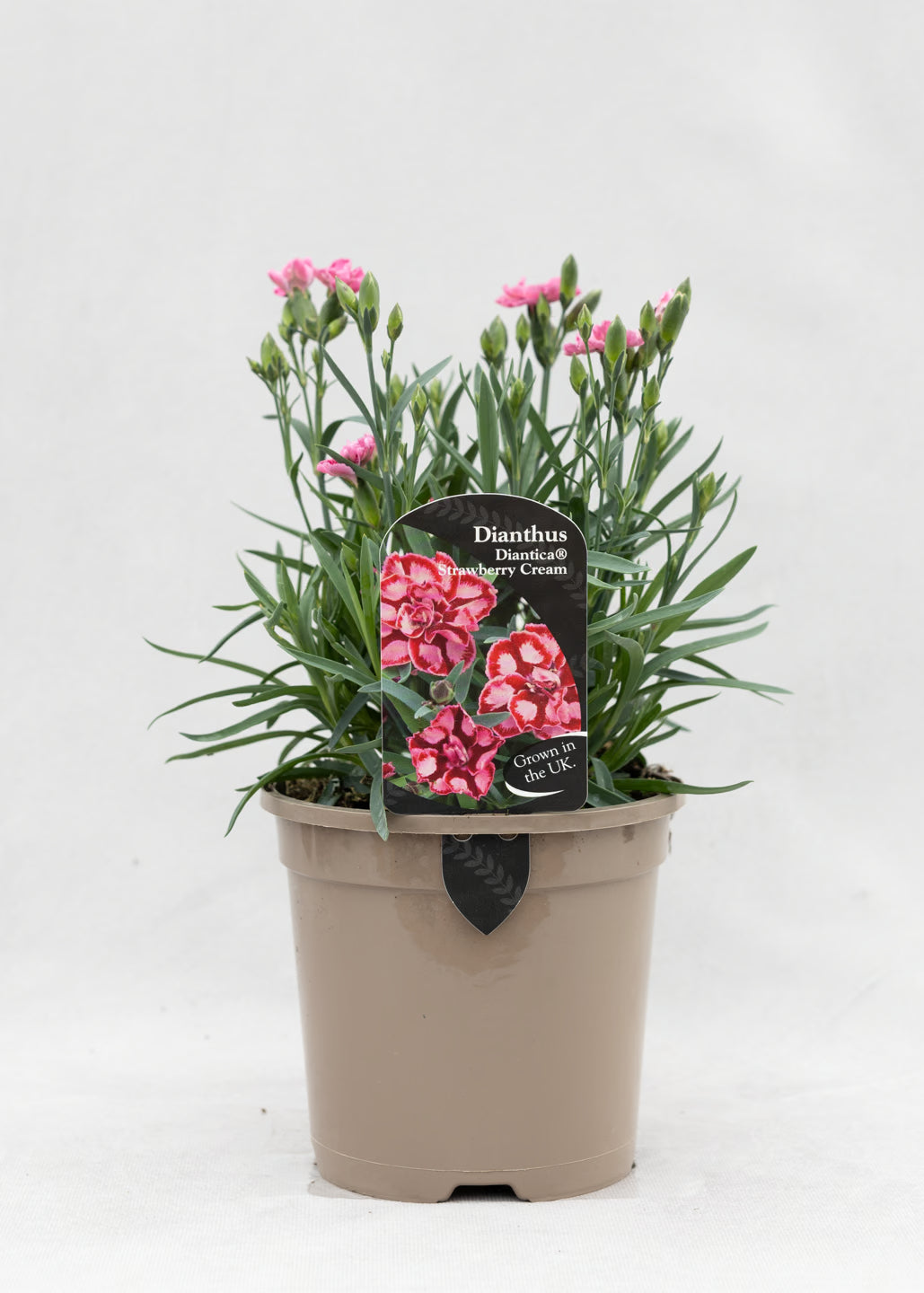 Dianthus hybrida 'Diantica Strawberry Cream'