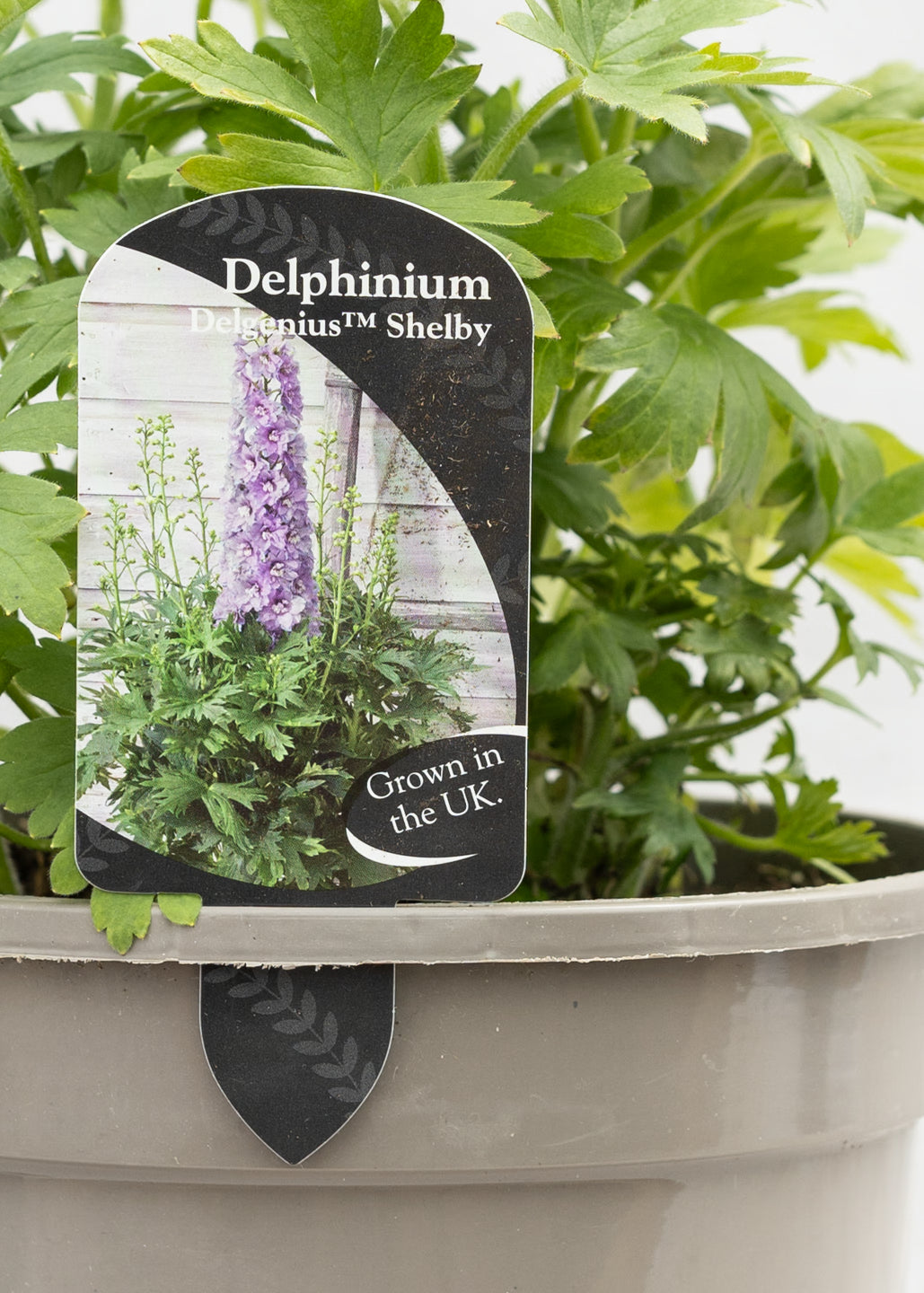 Delphinium 'Delgenius Shelby'