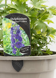 Delphinium 'Delgenius Glitzy'