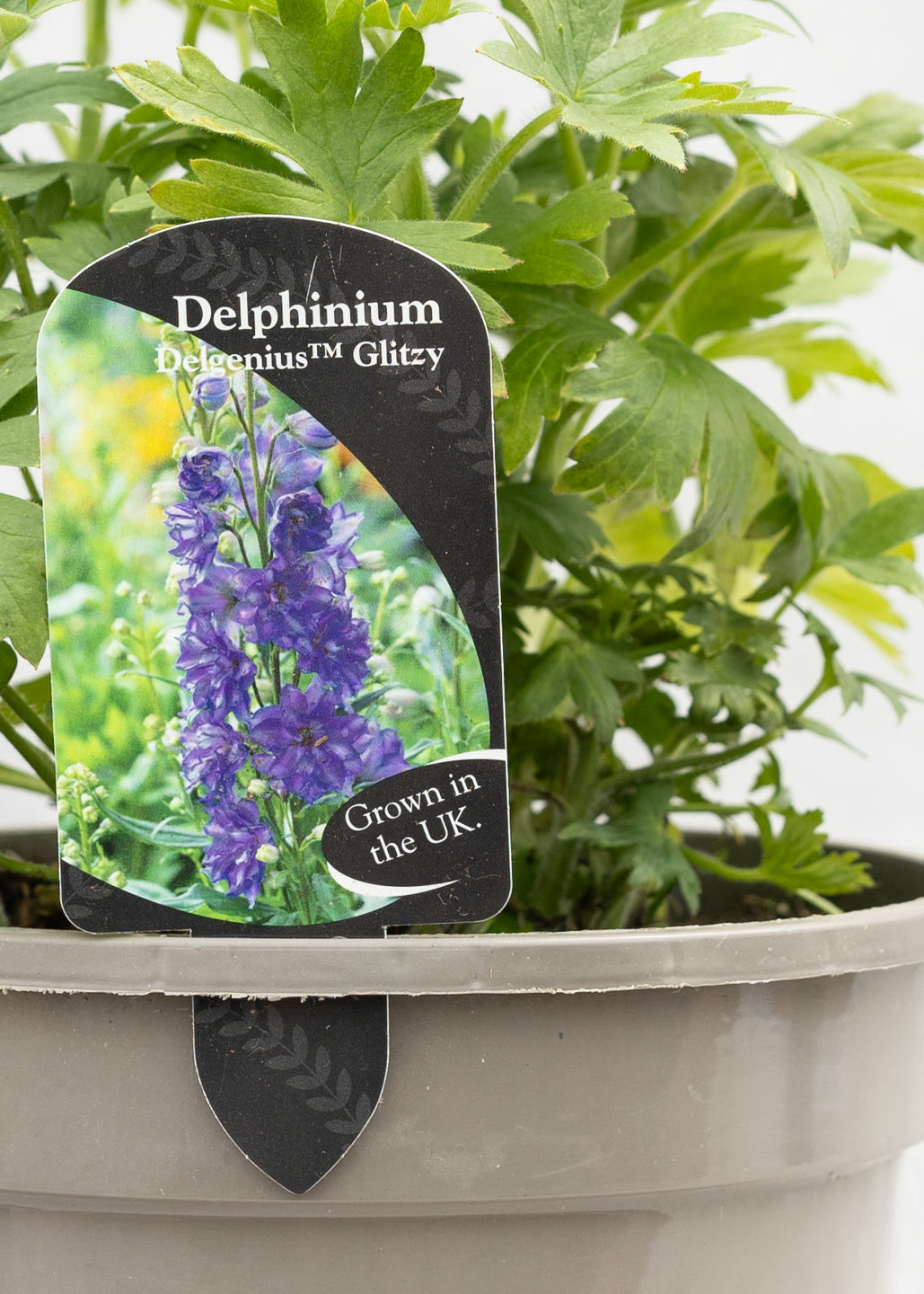 Delphinium 'Delgenius Glitzy'