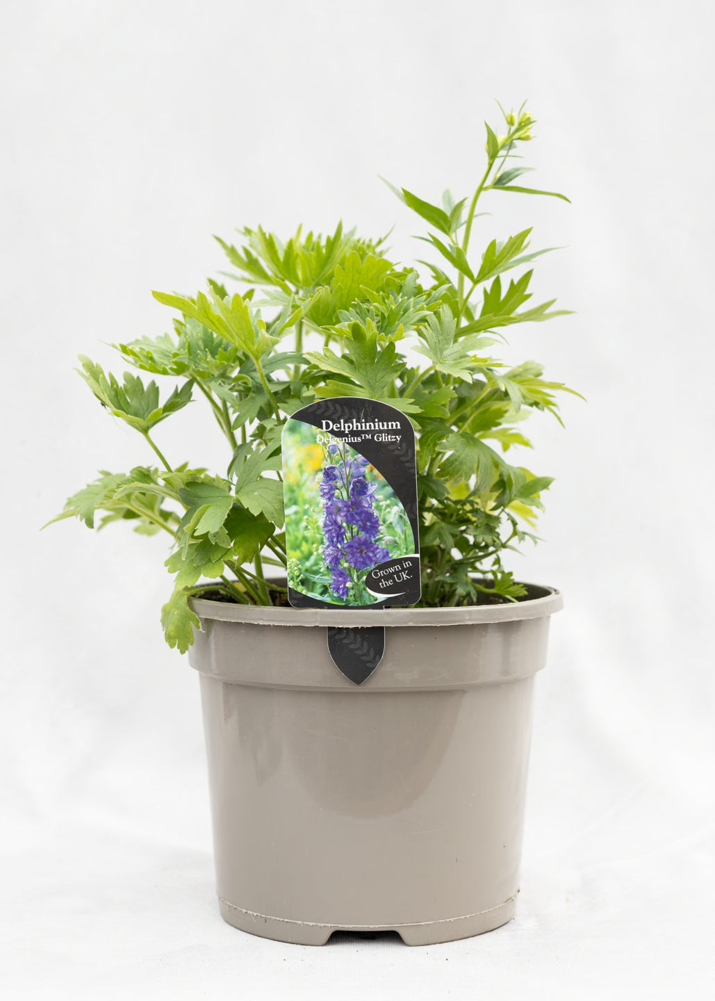 Delphinium 'Delgenius Glitzy'