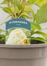 Hydrangea quercifolia 'Tara'