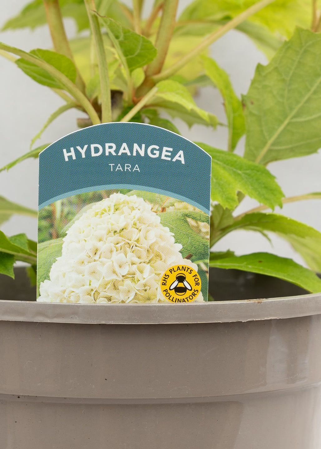 Hydrangea quercifolia 'Tara'