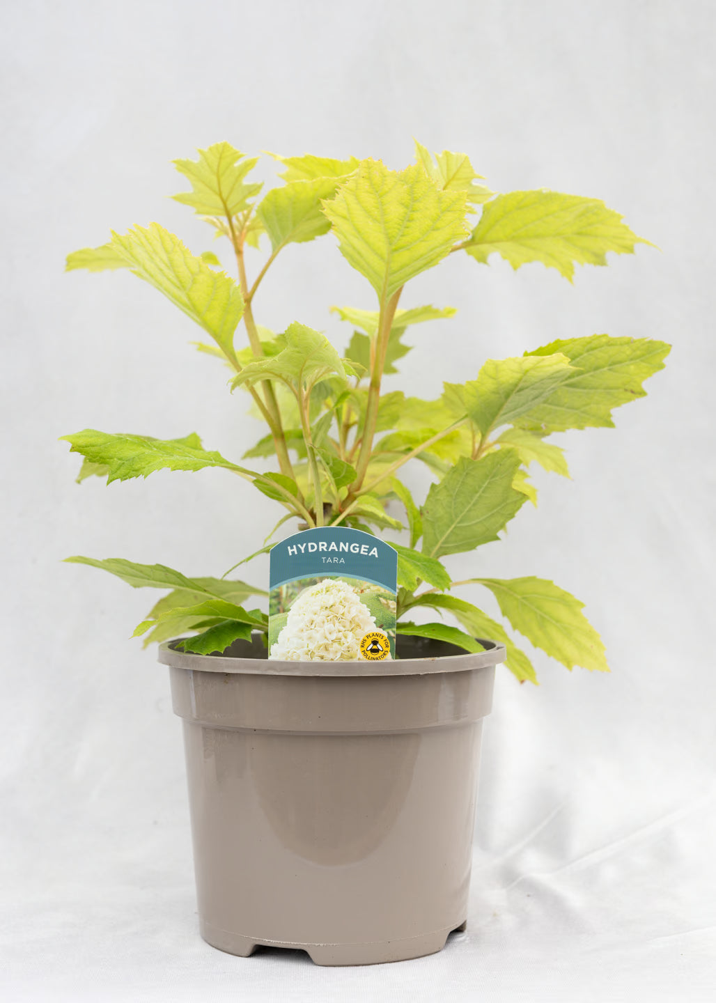 Hydrangea quercifolia 'Tara'