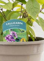 Callicarpa 'Profusion'