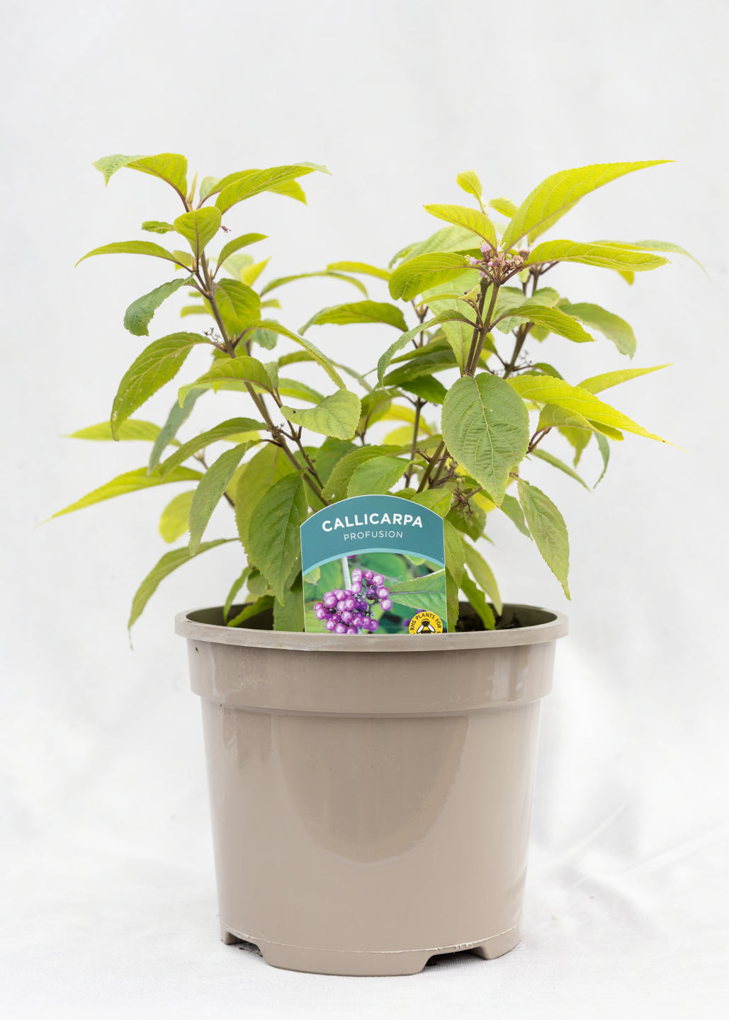 Callicarpa 'Profusion'