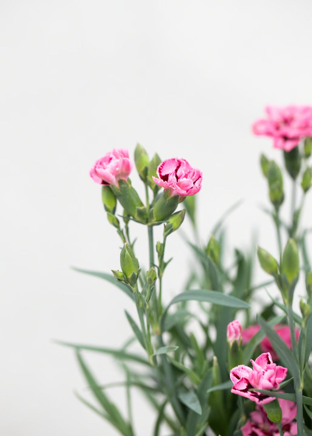 Dianthus hybrida 'Diantica Strawberry Cream'