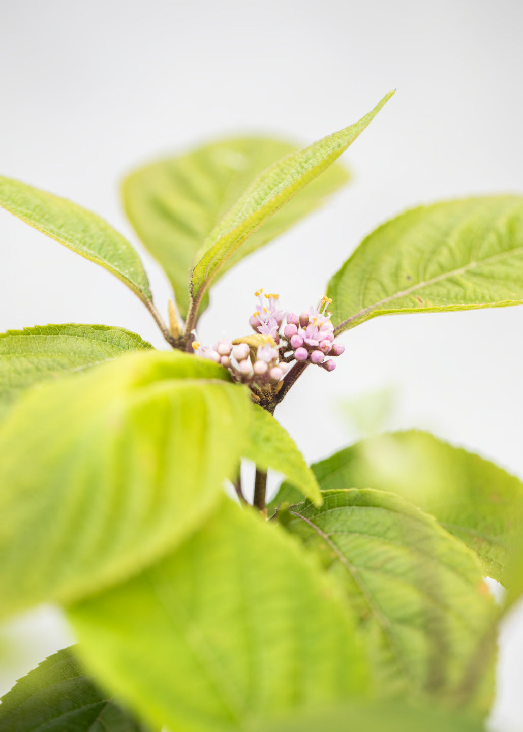 Callicarpa 'Profusion'