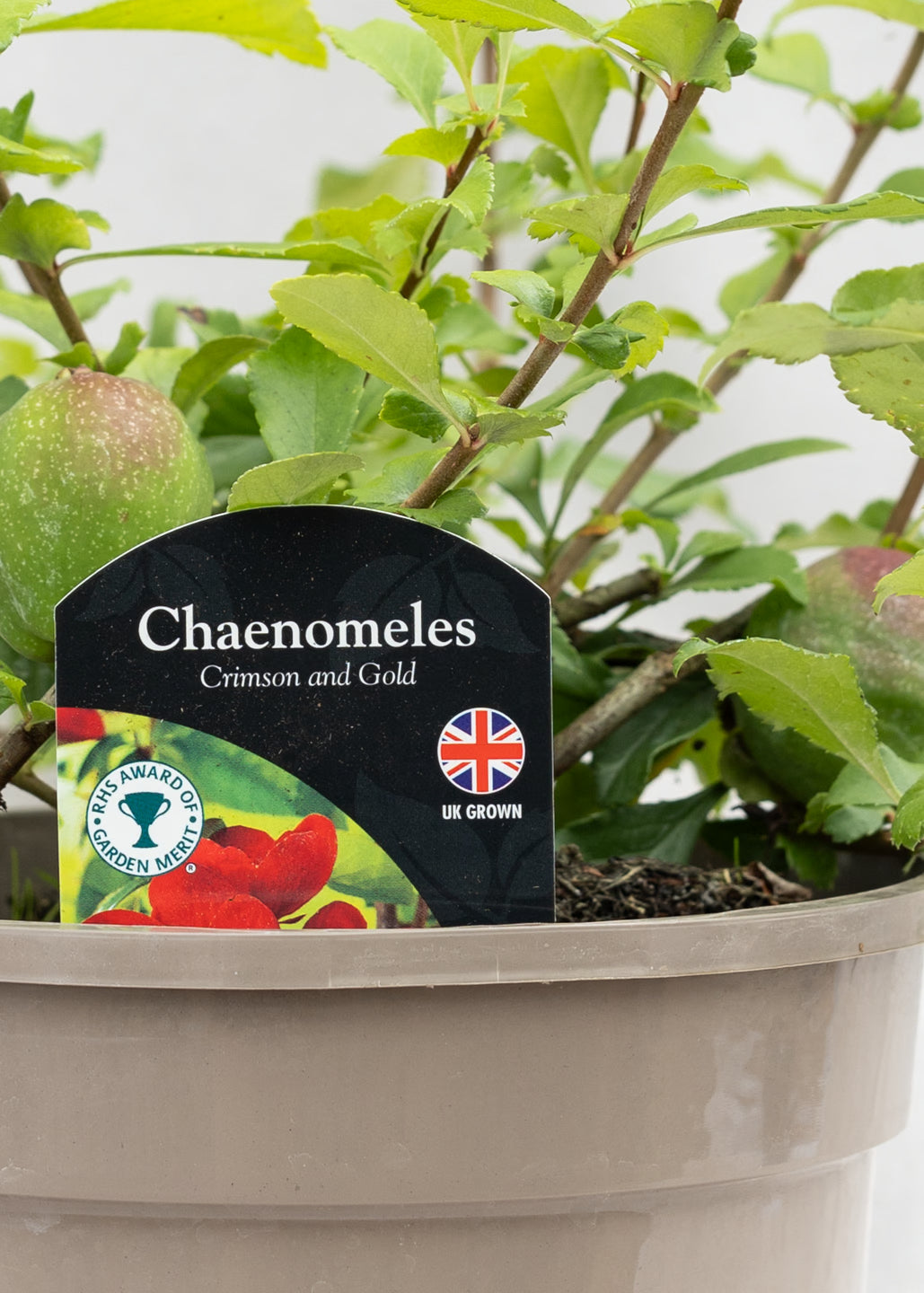 Chaenomeles x superba 'Crimson and Gold'