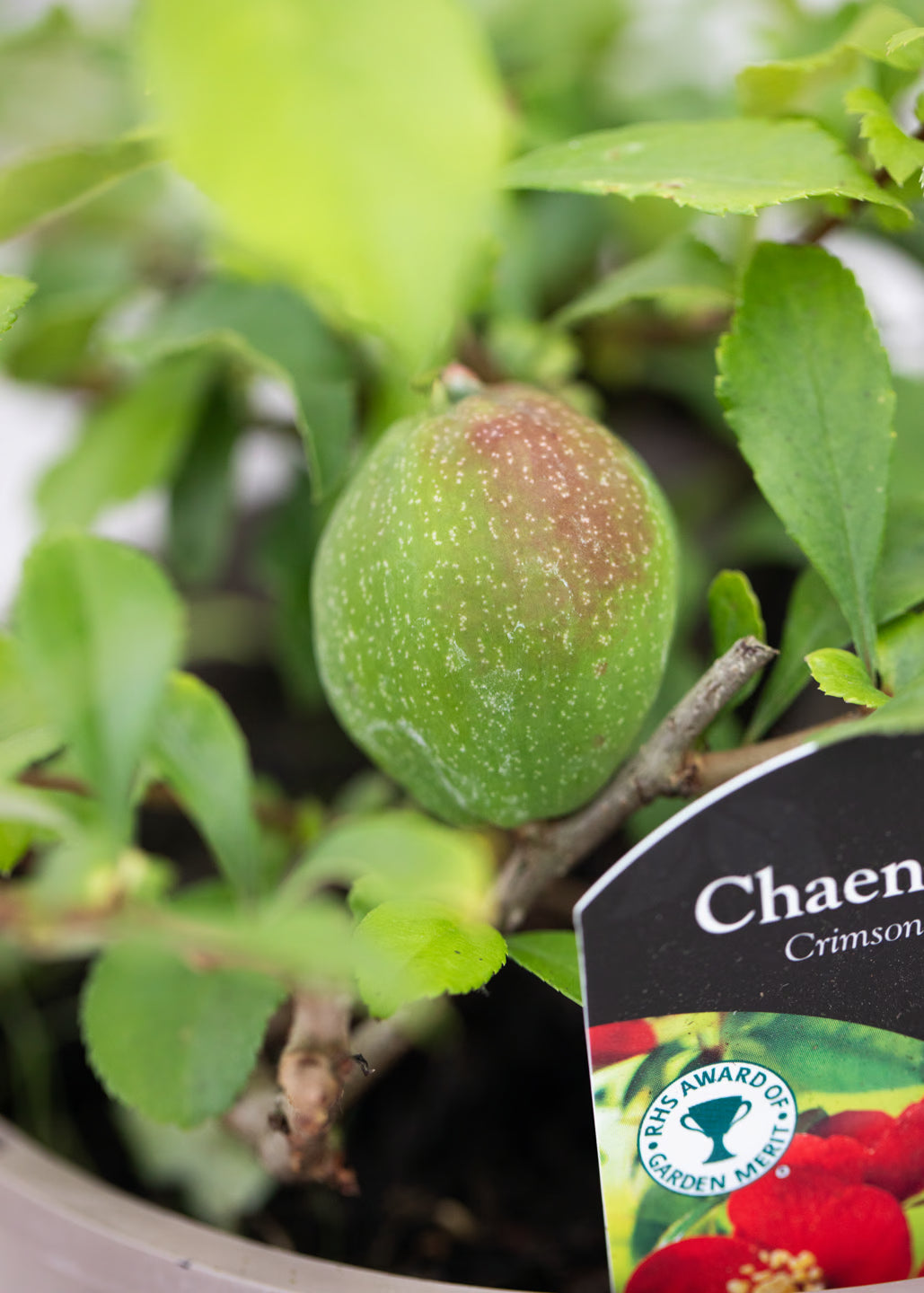 Chaenomeles x superba 'Crimson and Gold'