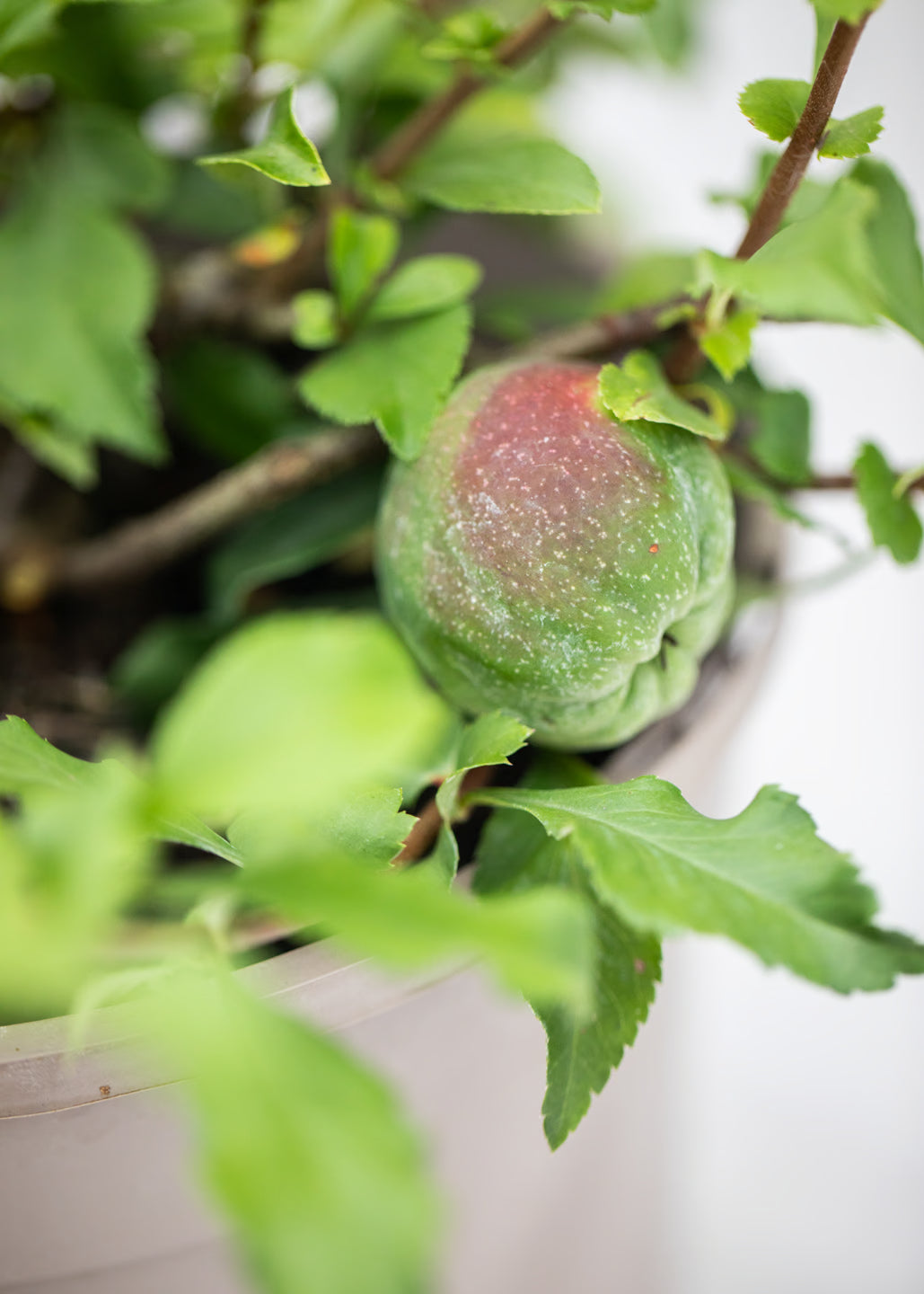 Chaenomeles x superba 'Crimson and Gold'