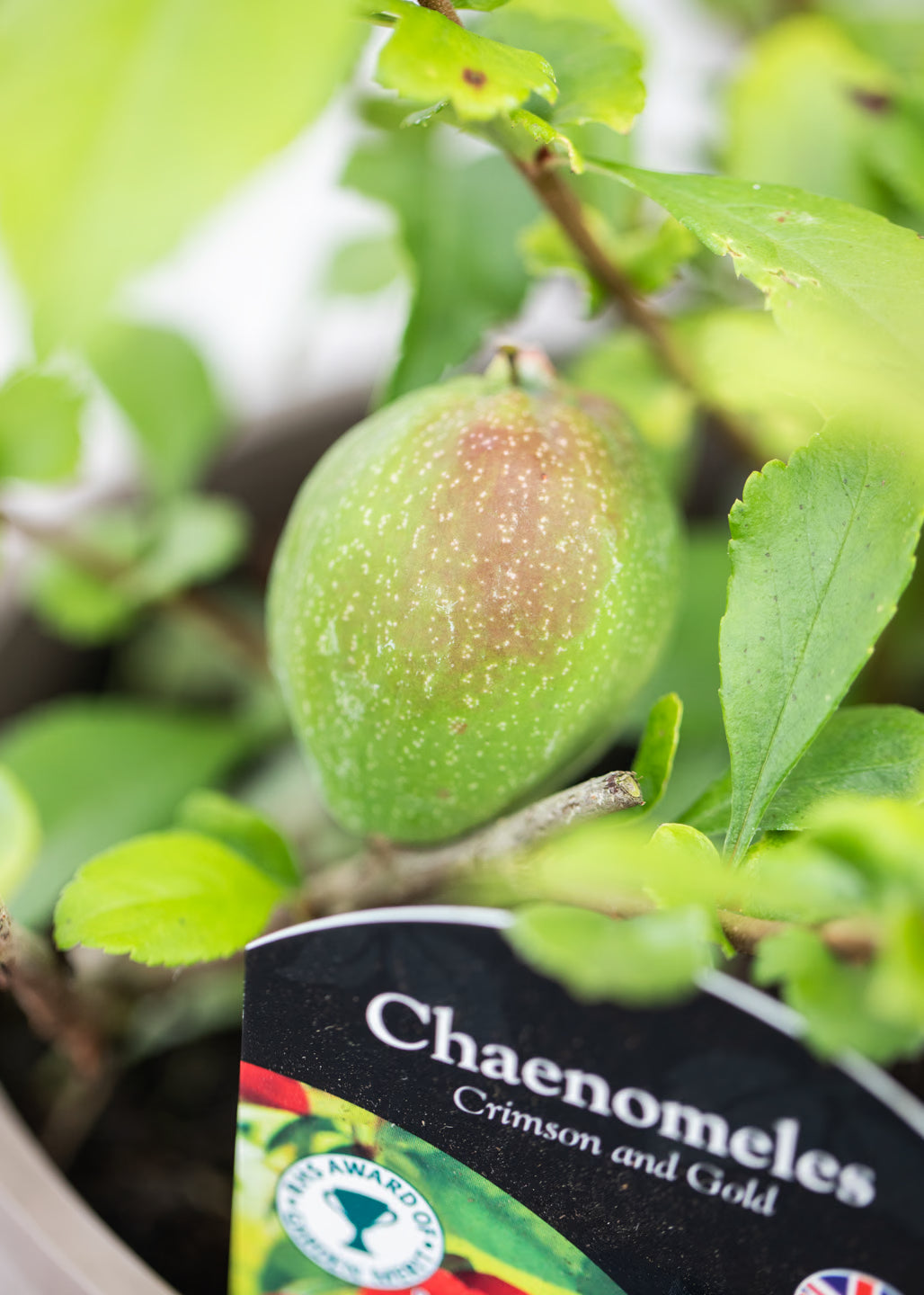 Chaenomeles x superba 'Crimson and Gold'