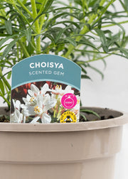 Choisya ternata 'Scented Gem'