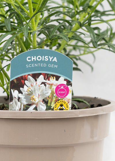 Choisya ternata 'Scented Gem'