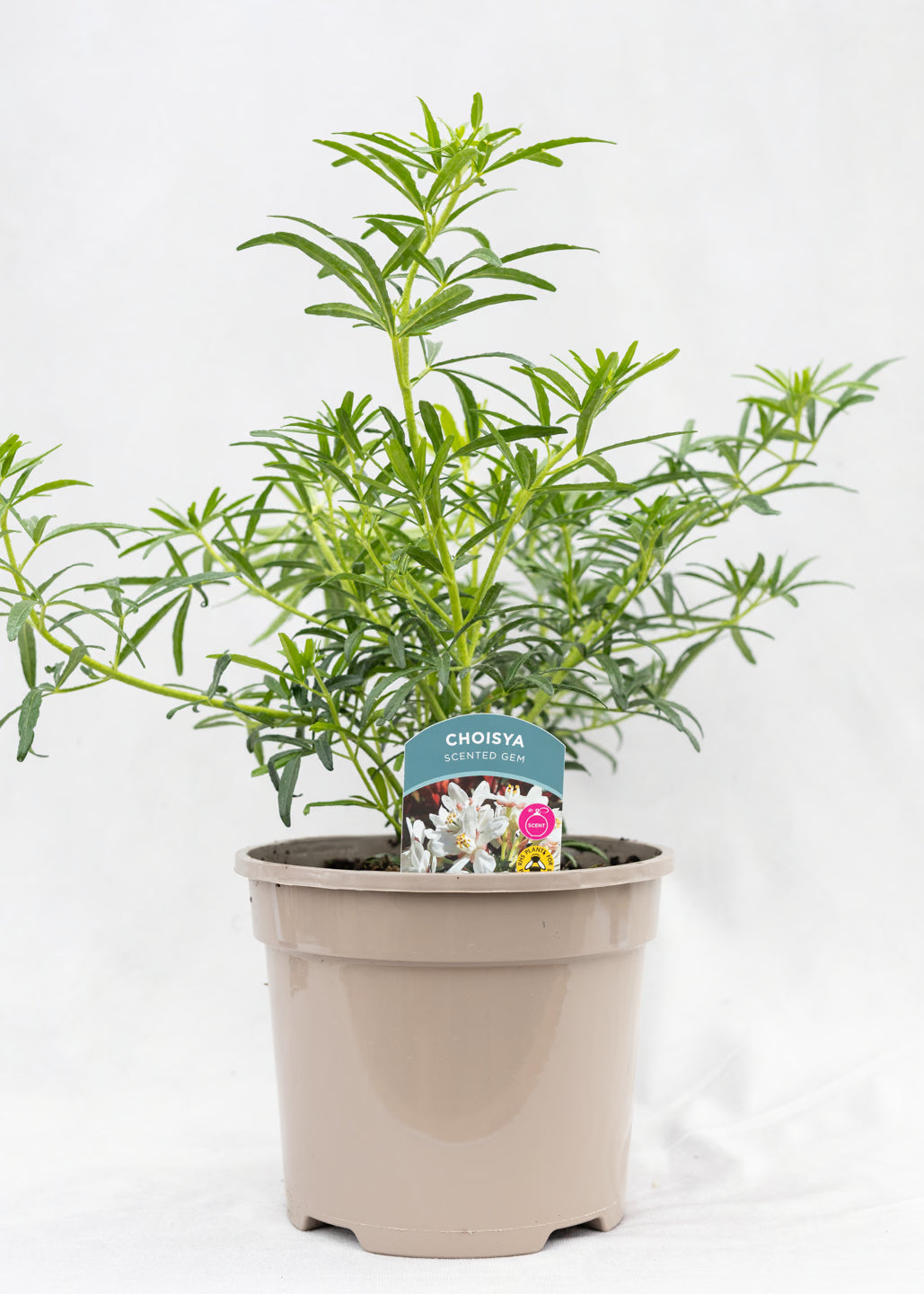Choisya ternata 'Scented Gem'