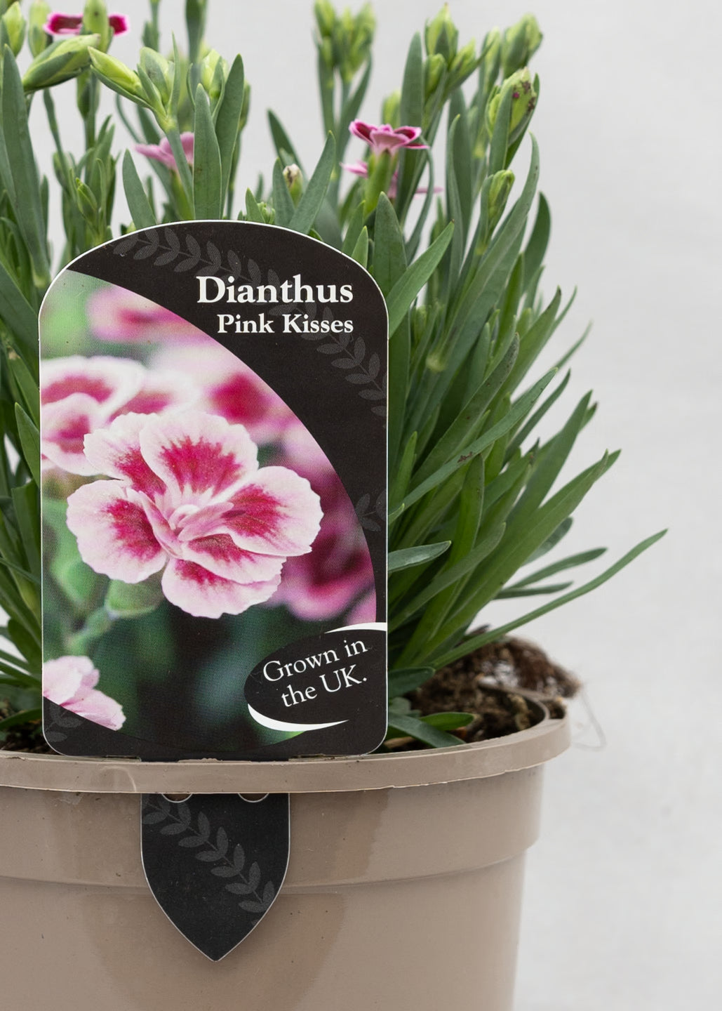 Dianthus caryophyllus 'Pink Kisses'