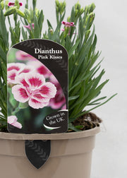 Dianthus caryophyllus 'Pink Kisses'