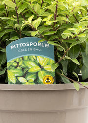 Pittosporum 'Golden Ball'