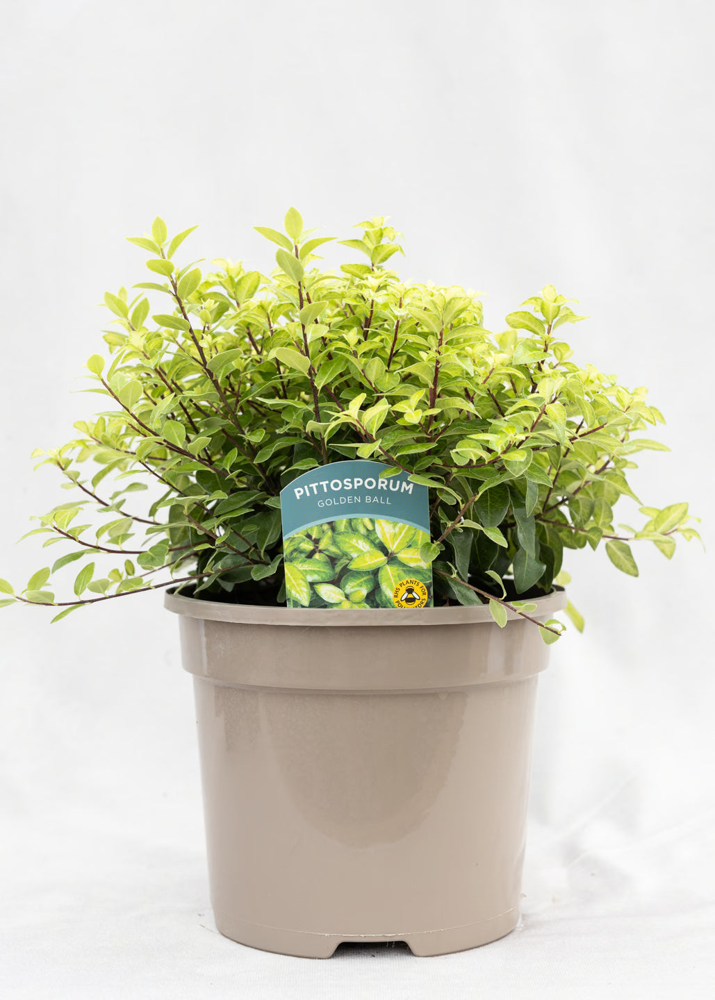 Pittosporum 'Golden Ball'
