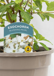 Exochorda 'Blushing Pearl'