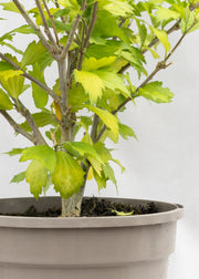 Hibiscus — Our Choice of Colour
