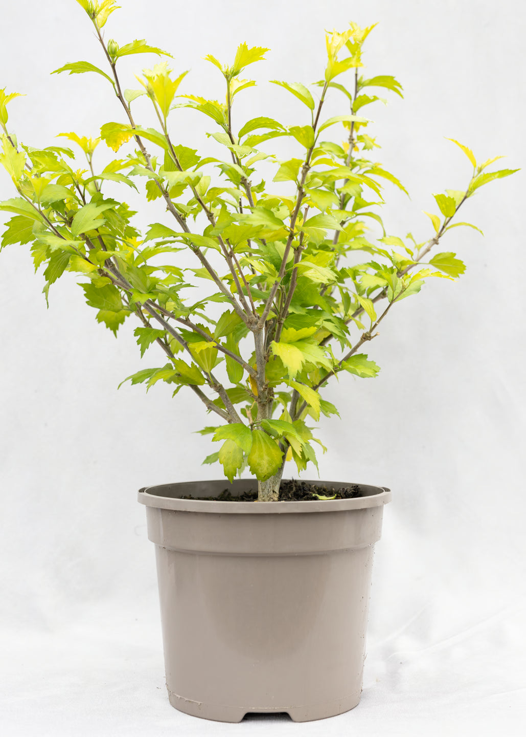 Hibiscus — Our Choice of Colour