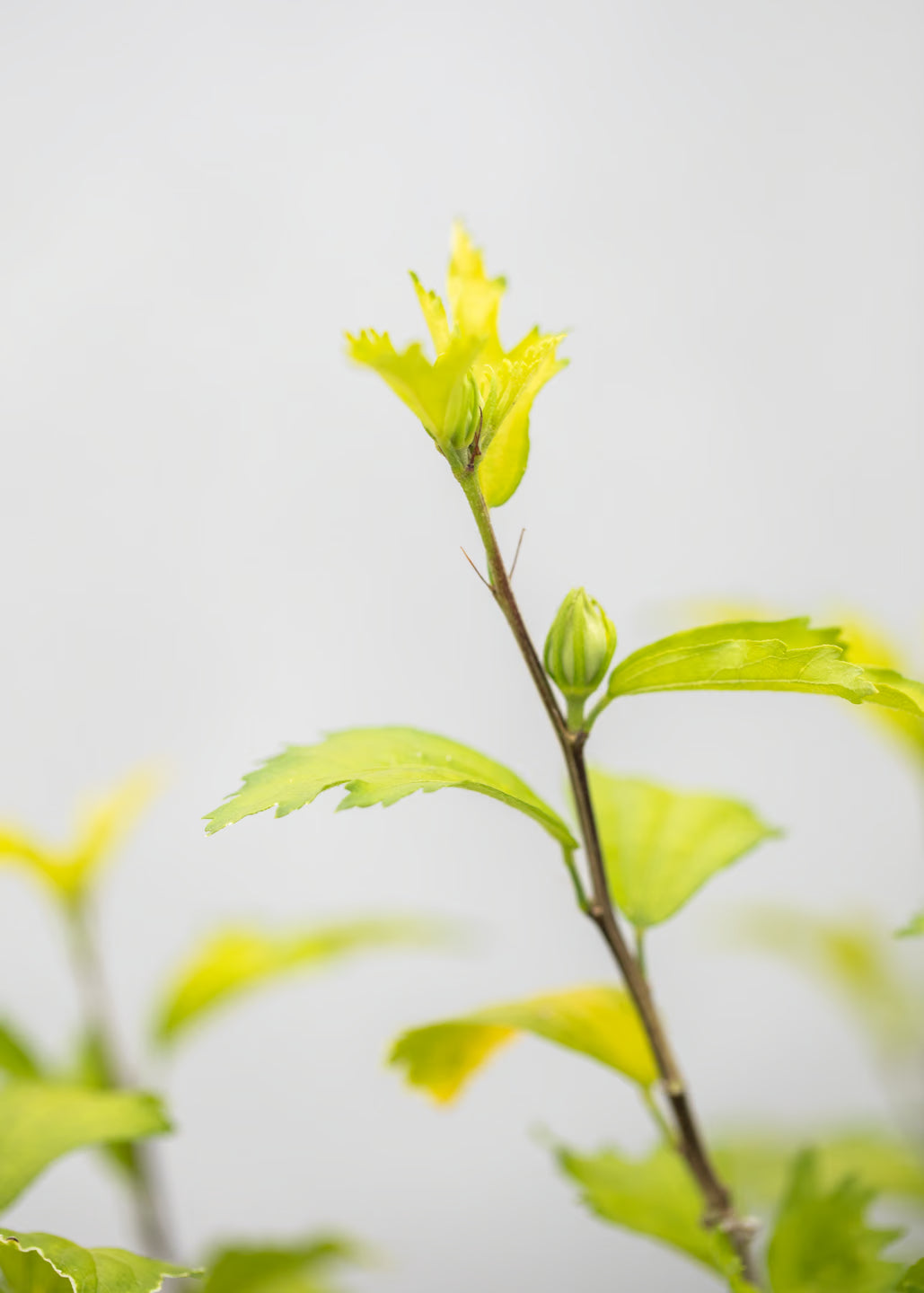 Hibiscus — Our Choice of Colour