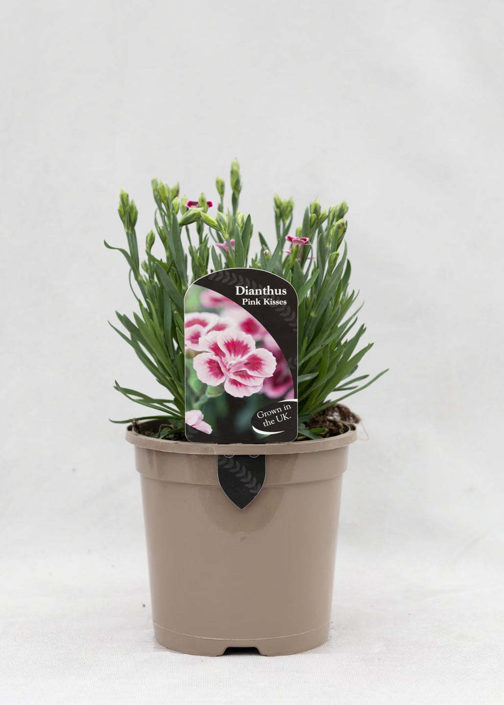 Dianthus caryophyllus 'Pink Kisses'