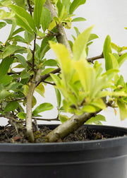 Pyracantha — Our Choice of Colour