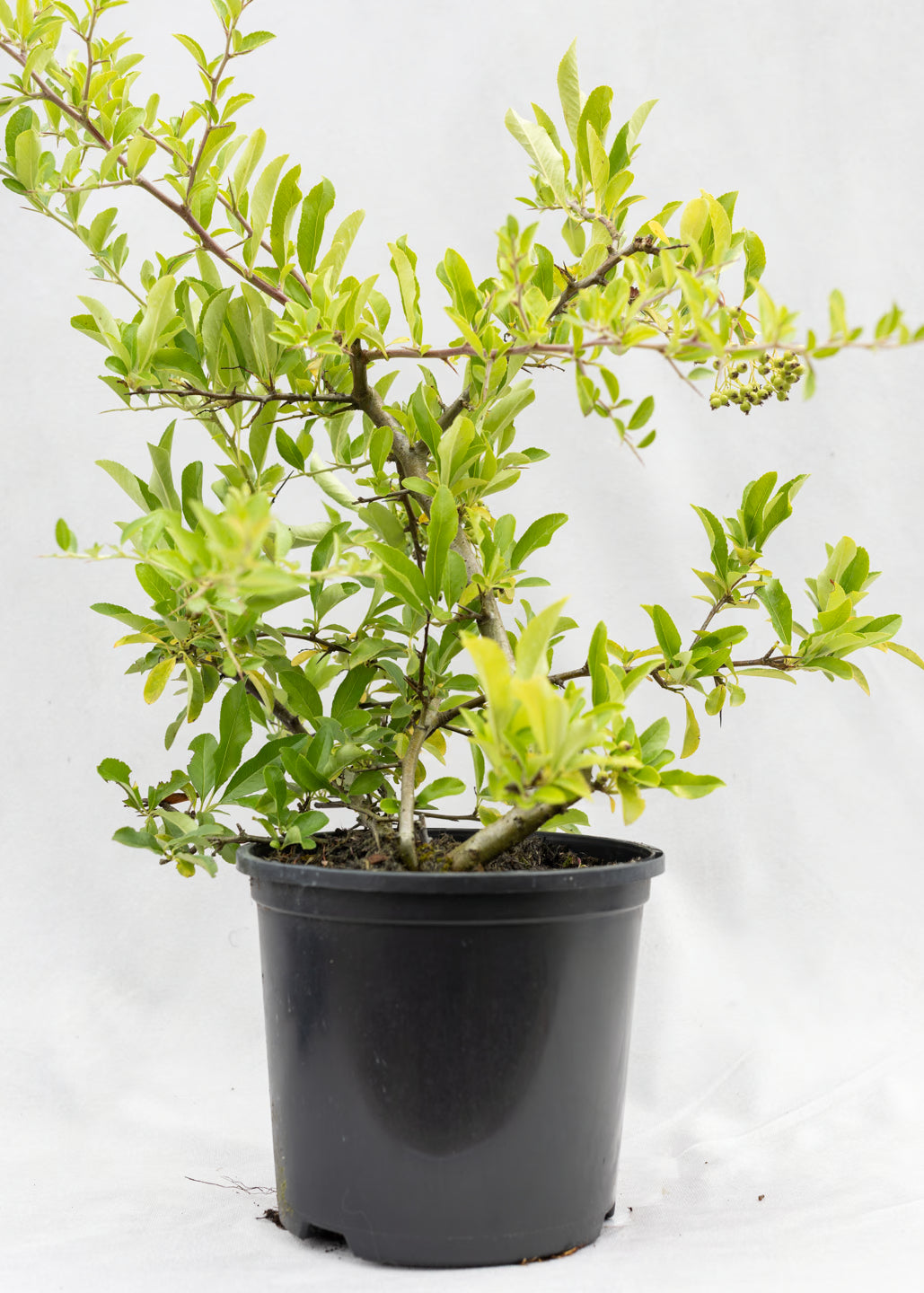 Pyracantha — Our Choice of Colour