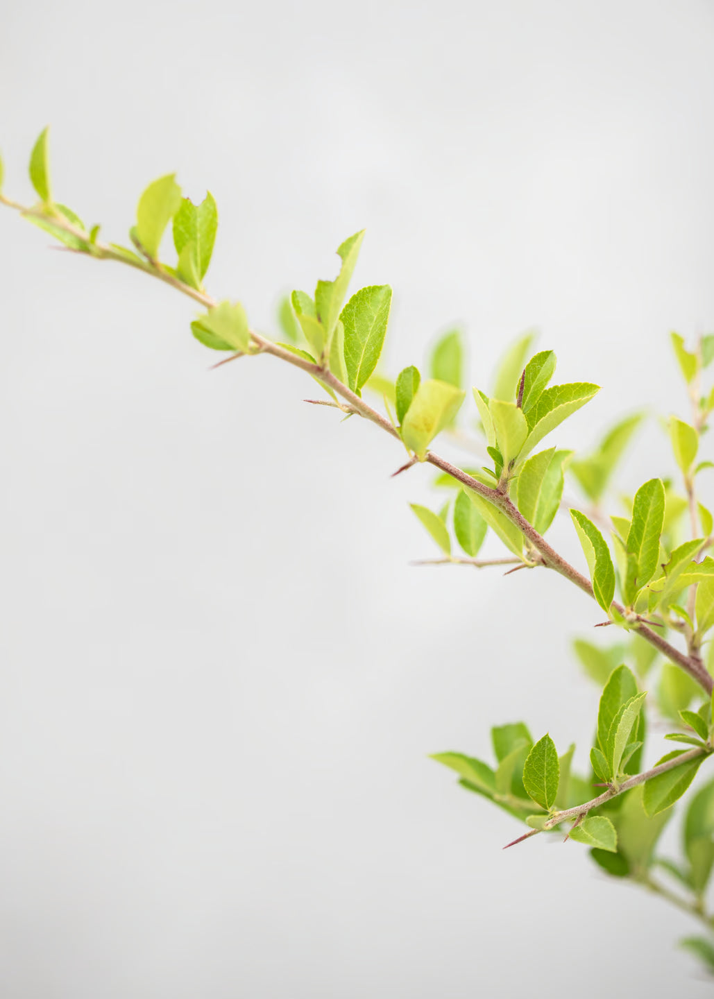 Pyracantha — Our Choice of Colour